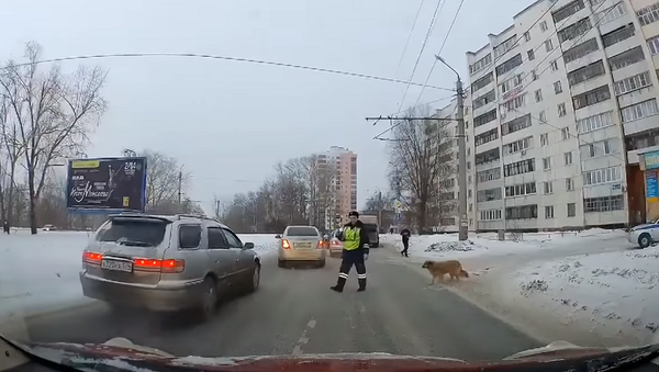 В Челябинске полицейский остановил движение машин ради хромой собаки – видео  - Sputnik Грузия