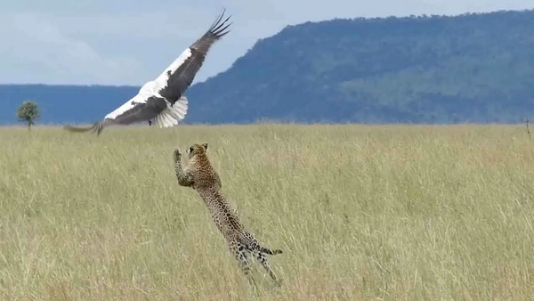 Фантастический прыжок леопарда вслед за улетающей птицей сняли на видео - Sputnik Грузия