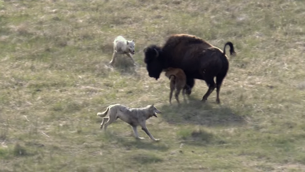 Бизон с детенышем попали в ловушку волков, но смогли перехитрить хищников – видео - Sputnik Грузия