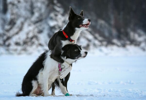Собаки породы бордер-колли во время тренировки на замерзшей реке Енисей близ Красноярска - Sputnik Грузия