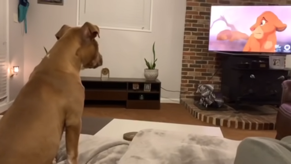 Слишком эмоциональная собака смотрит мультфильм Король лев – видео - Sputnik Грузия