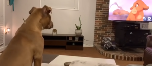 Слишком эмоциональная собака смотрит мультфильм Король лев – видео - Sputnik Грузия