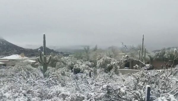 Штат Аризона завалило снегом - Sputnik Грузия