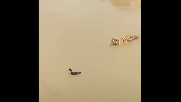 Смелая утка обвела тигра вокруг пальца в мутной воде – бесподобное видео - Sputnik Грузия