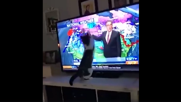 Когда коту не нравятся прогнозы синоптиков – видео - Sputnik Грузия