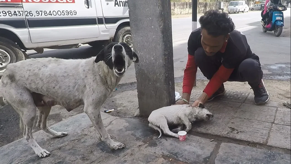 Собака позвала людей на помощь умирающему щенку, и его спасли – трогательное видео - Sputnik Грузия