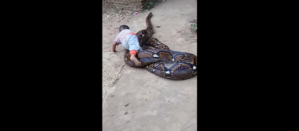 Змея вместо кошечки: малыш играет с огромным питоном – видео - Sputnik Грузия