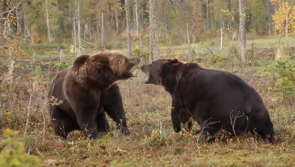 Яростную схватку двух бурых медведей сняли на видео - Sputnik Грузия