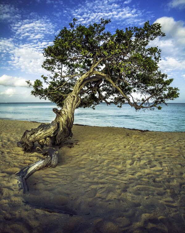 Eagle Beach находится на острове Аруба. Специалисты назвали пляж уголком нетронутой природы, где можно посмотреть на морских черепах, скрюченные деревья Фофоти, которые являются символом острова - Sputnik Грузия