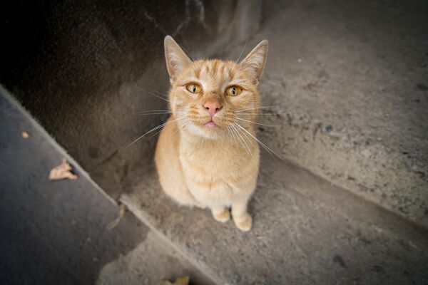 В феврале и марте улицы оглашает мяуканье. Недаром это время называют временем мартовских котов - Sputnik Грузия