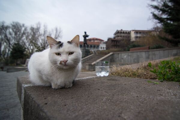 Нередко жители города подкармливают уличных котов и заботятся о них - Sputnik Грузия