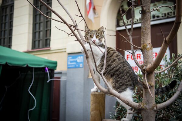 Сейчас, когда заботе о бродячих животных в Тбилиси стали уделять больше внимания, уличных кошек стало больше - Sputnik Грузия