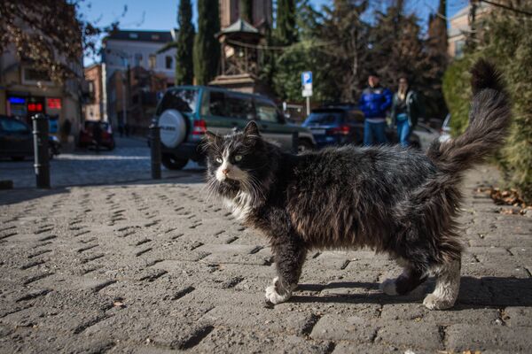 Коты и кошки - одни из предвестников наступающей весны - Sputnik Грузия