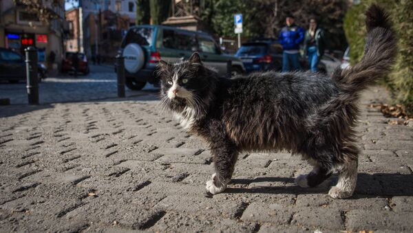 Тбилисские коты - Sputnik Грузия