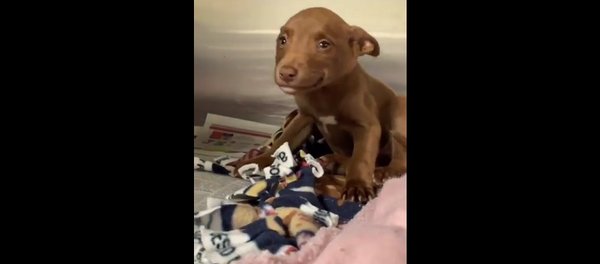 Собака заулыбалась, когда поняла, что ее забирают из приюта – умилительное видео - Sputnik Грузия