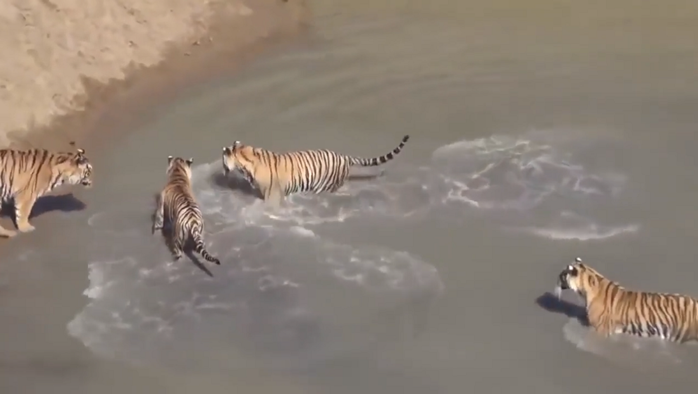 Бесстрашная утка издевается над тиграми в мутной воде – бесподобное видео