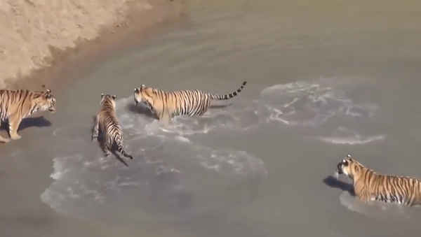Бесстрашная утка издевается над тиграми в мутной воде – бесподобное видео - Sputnik Грузия