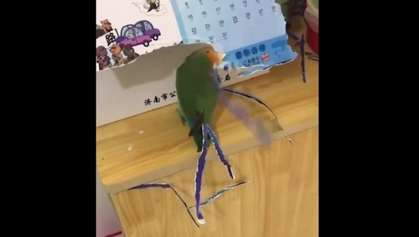 Когда попугай решил стать павлином – забавное видео - Sputnik Грузия