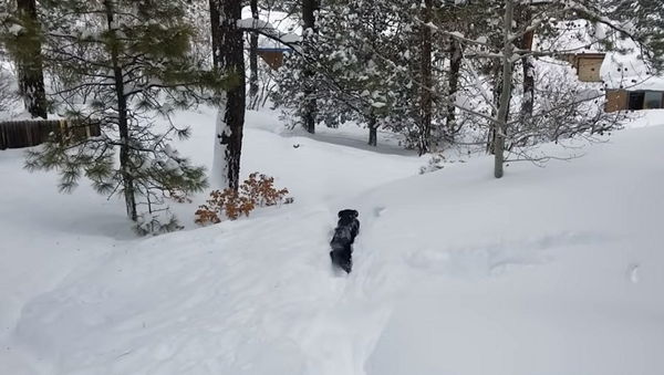 Друг в беде не бросит: пес спас маленькую собаку из снежного плена – видео - Sputnik Грузия