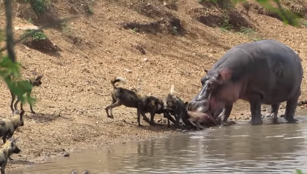 Бегемот пытается спасти детеныша антилопы от стаи гиен – видео - Sputnik Грузия