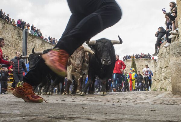 Люди бегут вместе с быками по улицам во время Карнавала дель Торо в Сьюдад-Родриго, Испания - Sputnik Грузия