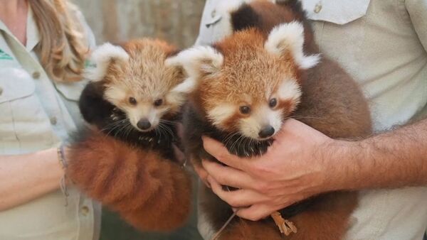 Трех детенышей красной панды показали публике в зоопарке Сиднея - Sputnik Грузия