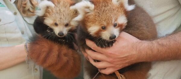 Трех детенышей красной панды показали публике в зоопарке Сиднея Трех детенышей красной панды показали публике в зоопарке Сиднея - Sputnik Грузия