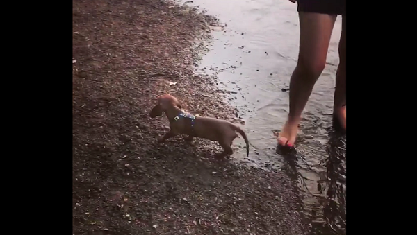 Собака засмотрелась на хозяйку и не заметила озеро – забавное видео - Sputnik Грузия
