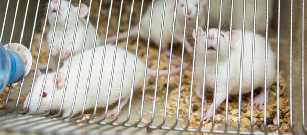 Лаборатория по изучению сна Лаборатория по изучению сна - Sputnik Грузия