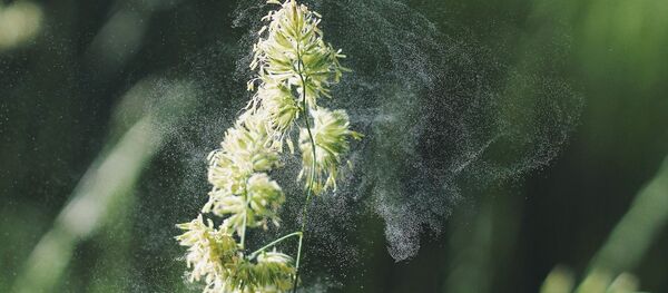 ყვავილის მტვერი ყვავილის მტვერი - Sputnik საქართველო