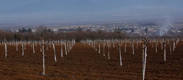 კაკლის ბაღი გურჯაანის რაიონის სოფელ ვაზისუბანში - Sputnik საქართველო