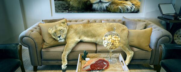 მძინარე ლომი დივანზე მძინარე ლომი დივანზე - Sputnik საქართველო