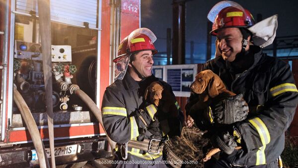 Пожарные спасли щенков во время пожара в Диди Дигоми - Sputnik Грузия