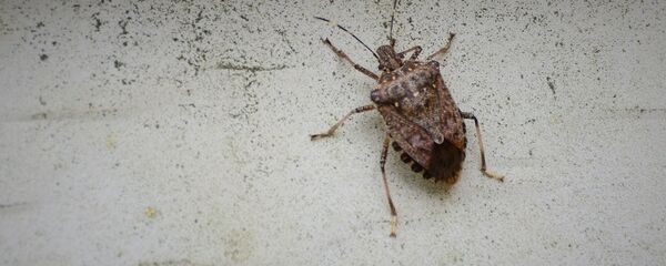 აზიური ფაროსანა აზიური ფაროსანა - Sputnik საქართველო