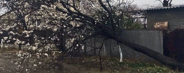 Ураган повалил деревья в столице Грузии - Sputnik Грузия