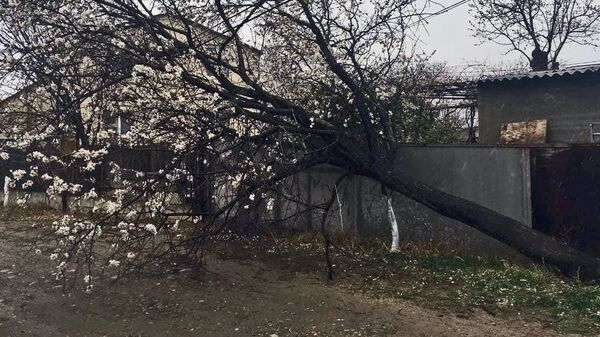 Ураган повалил деревья в столице Грузии - Sputnik Грузия