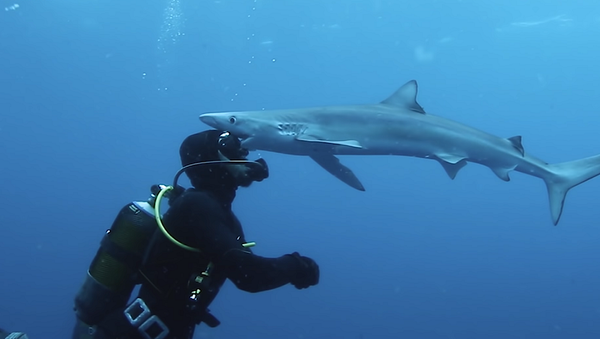 Акула поцеловала засмотревшегося на нее дайвера – видео - Sputnik Грузия
