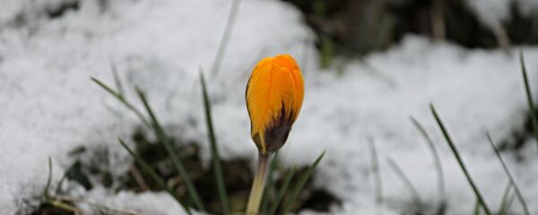 ყვავილი თოვლზე ყვავილი თოვლზე - Sputnik საქართველო