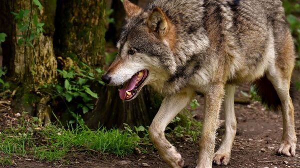 Волк в лесу - Sputnik Грузия