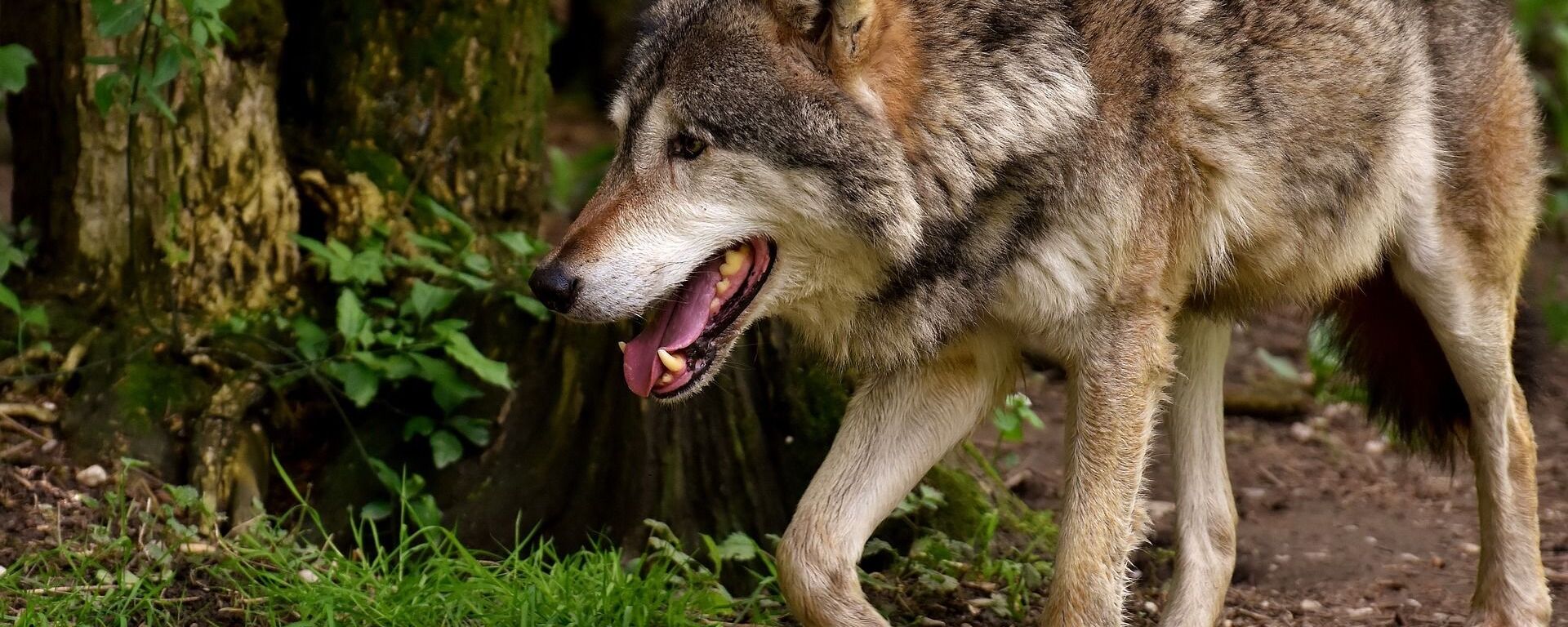 Волк в лесу - Sputnik Грузия, 1920, 20.05.2021