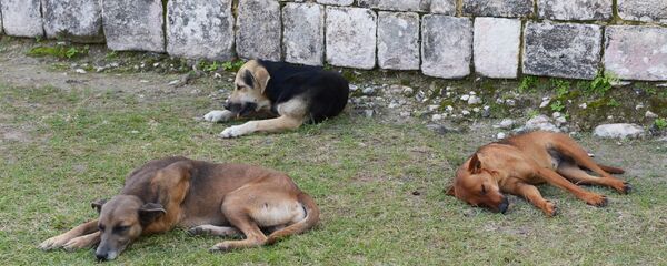 Бездомные собаки Бездомные собаки - Sputnik Грузия