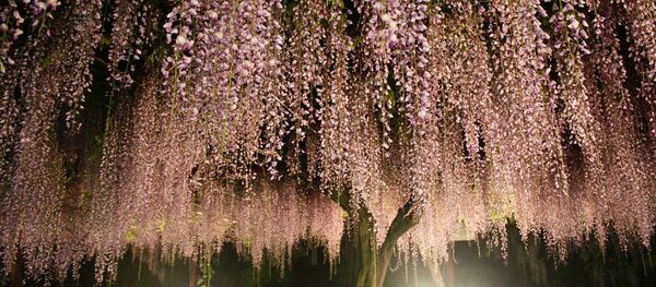 ვისტერია ფართოდ გამოიყენება დეკორატიულ მეყვავილეობაში. მწვანე ლიანებზე მრავალი ცისფერი, ალისფერი, თეთრი და ვარდისფერი სურნელოვანი ყვავილების დანახვისას, რთულია იმის გააზრება, რომ ვისტერია ლობიოს და ბარდის უახლოესი ნათესავია ვისტერია ფართოდ გამოიყენება დეკორატიულ მეყვავილეობაში. მწვანე ლიანებზე მრავალი ცისფერი, ალისფერი, თეთრი და ვარდისფერი სურნელოვანი ყვავილების დანახვისას, რთულია იმის გააზრება, რომ ვისტერია ლობიოს და ბარდის უახლოესი ნათესავია - Sputnik საქართველო