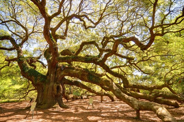 На острове Джонса в Южной Каролине уже больше 400 лет стоит гигантское дерево, поросшее папоротником - Дуб Ангела. Оно относится к виду вечнозеленых дубов и повидало на своем веку сотни ураганов - Sputnik Грузия