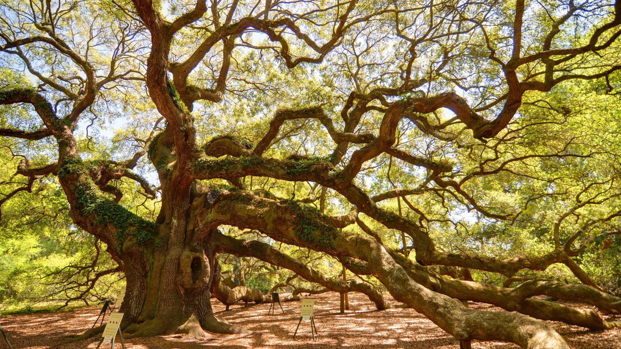 Дерево Карри