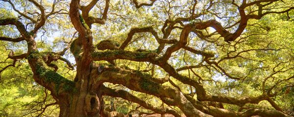 Дуб ангелов - Sputnik Грузия