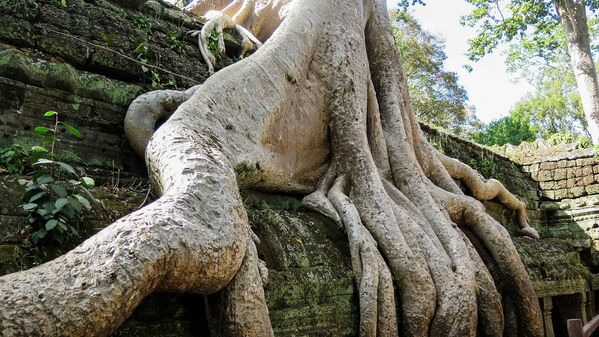 Гигантские деревья в храме Та Пром в Камбодже находятся под охраной ЮНЕСКО. Каждому дереву сделали прививку, препятствующую росту, для того чтобы они не разрушили стены храма, через которые прорастают - Sputnik Грузия