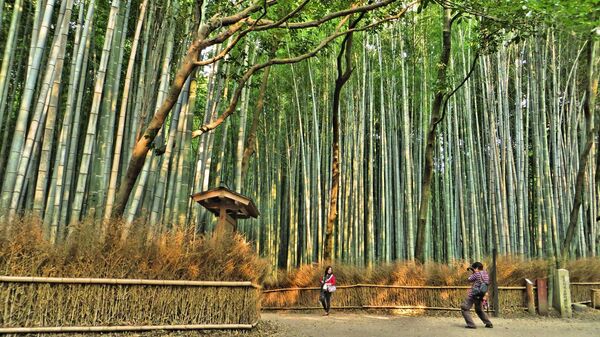 Бамбуковый лес Сагано, расположенный в японской префектуре Киото, это живописная роща, состоящая из тысяч вздымающихся ввысь вечнозеленых деревьев. Бамбуковые стебли, качаясь от легкого дуновения ветра, издают мелодичные звуки, напоминающие популярные на Востоке ветряные колокольчики - Sputnik Грузия