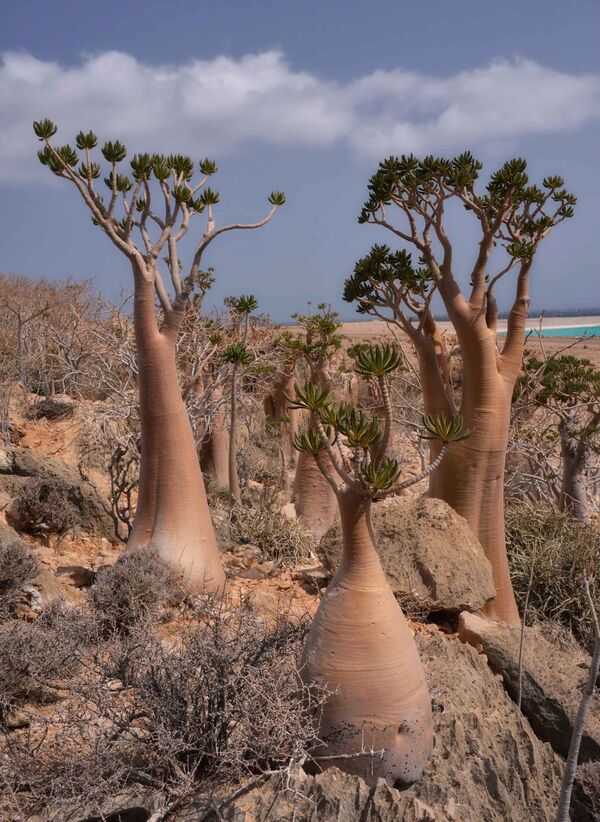 Бутылочное дерево растет в Австралии на острове Сокотра. Ствол дерева имеет форму пузатой бутылки. Когда наступают периоды засухи, листья дерева идут на корм скоту. А вот ствол бутылочного дерева является источником питьевой воды  - Sputnik Грузия