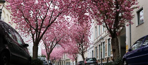 Цветение сакуры в немецком городе Бонн - Sputnik Грузия