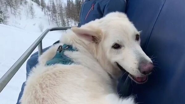 Пес-горнолыжник: собака стала знаменитостью на курорте в Австрии - Sputnik Грузия